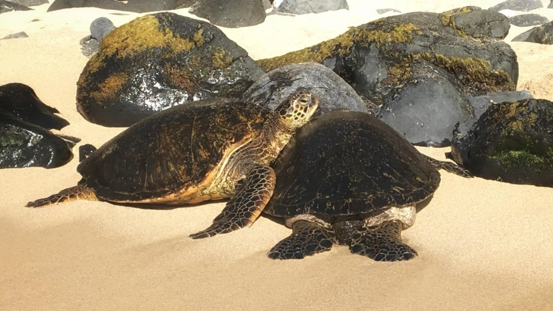 Prázdninový dům Kamaole Sands 9-309 - Mch Wailea